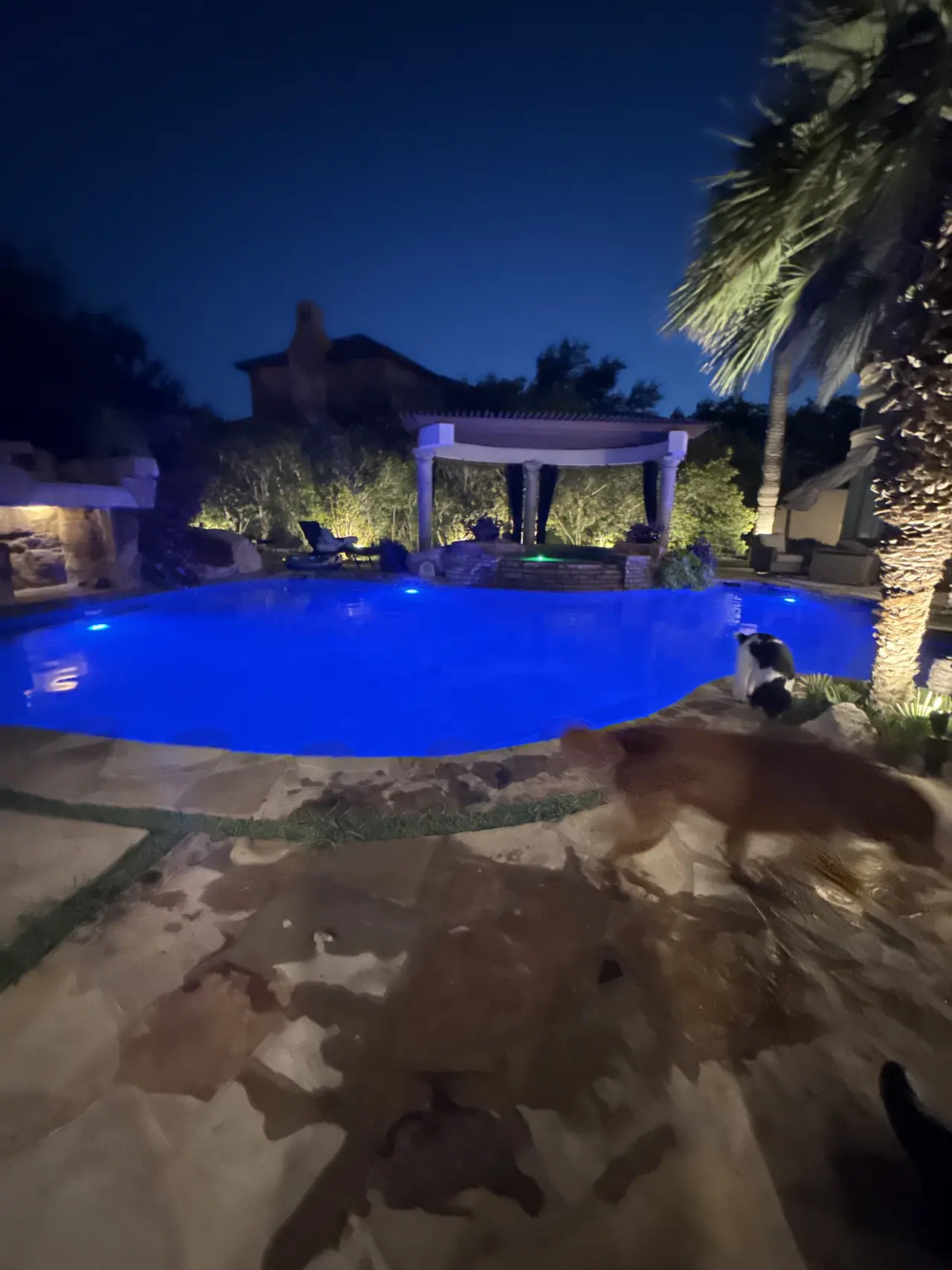 Freeform JCW pool lit deep blue at night with palms and a lit pergola beyond